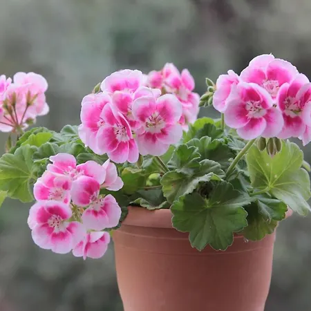 Soraya With Independent Swimming Pool Near The Villa